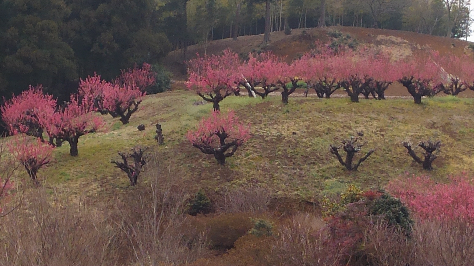 花桃散策 保木の里にて 大場町みんなのいえわたせハウス