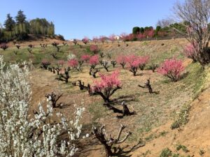 花桃の丘へ 大場町みんなのいえわたせハウス