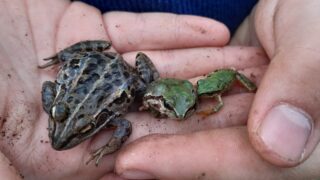 カエル研究会 | ピッピ学童保育となりのいえ